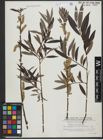 Foto von Salix triandra L. x Salix viminalis L.